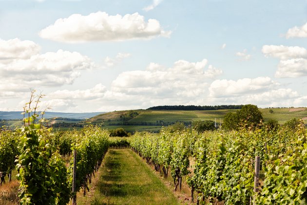 Blick über die Landschaft von Weinreben | Weinanbau in Bad Kreuznach - Rheumazentrum Rheinland-Pfalz